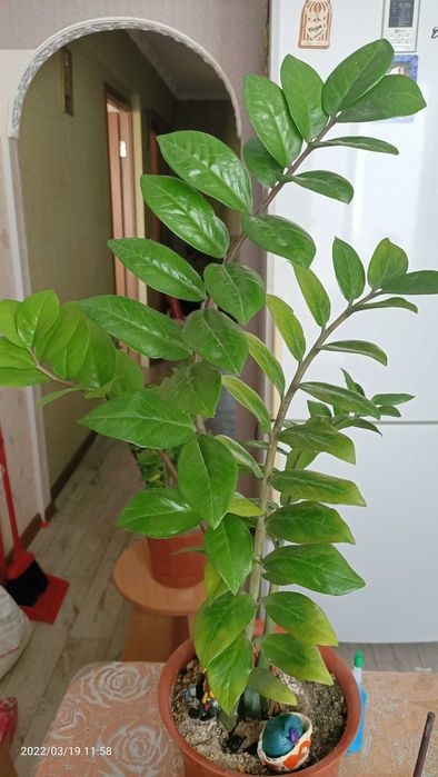 Долларовое дерево или Замиокулькас