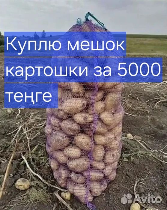 Картошка читайте внимательно