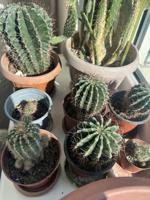 Кактусы 13-20 см высотой