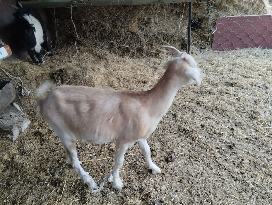 Занен шыбыш сатамын