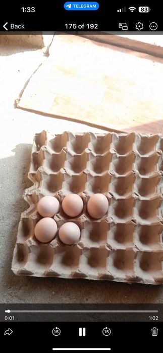 Гозалкент Думолок мфй да Зотли товуклар сотилади  25 дона