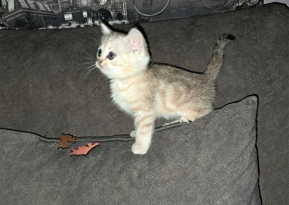 Котёнок Страйт.Девочка.