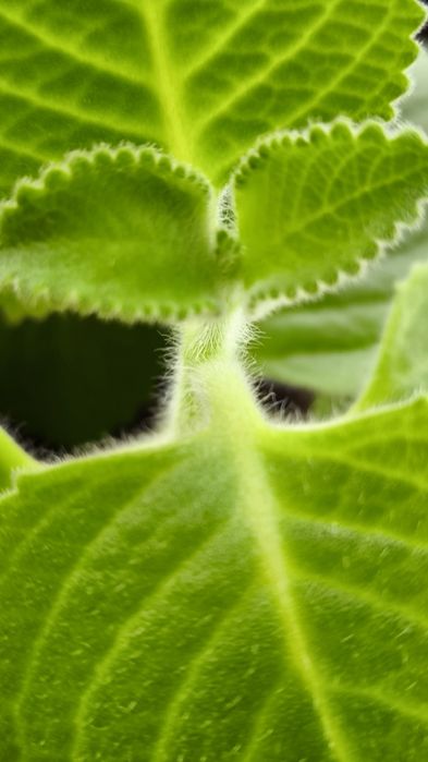 Мята комнатная , Плектрантус