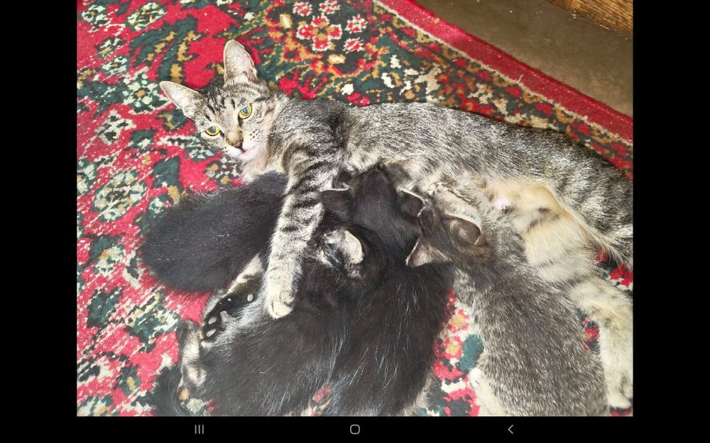 Отдадим маленьких котят в добрые руки