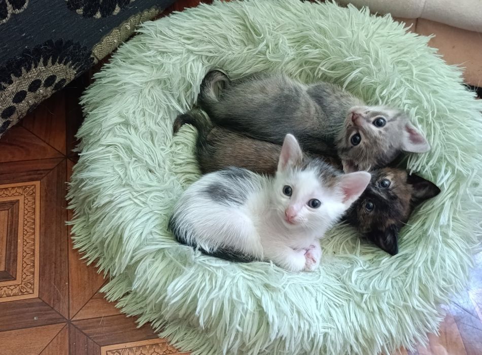 Отдам котят один мальчик 2девочки