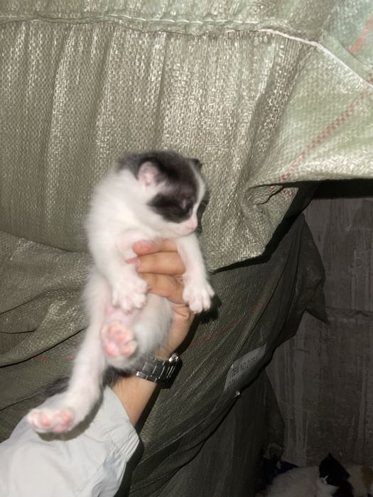Отдам котят в добрый руки