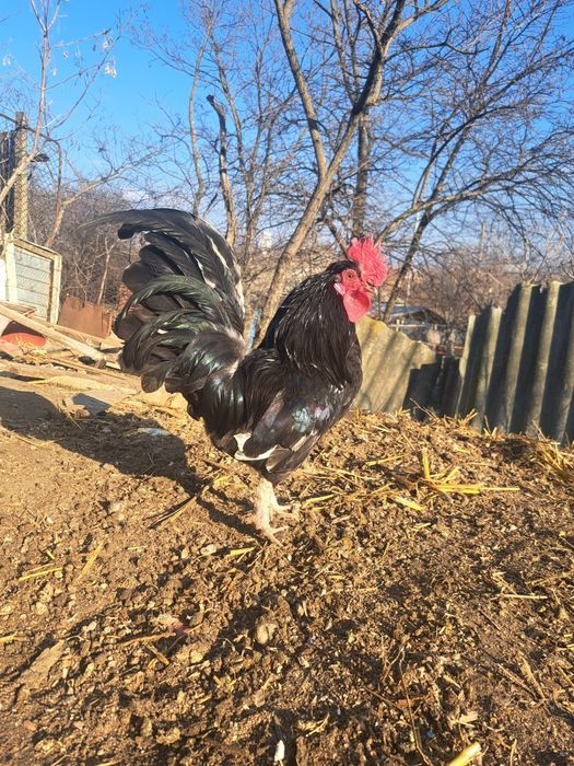 Vând sau schimb cocos american