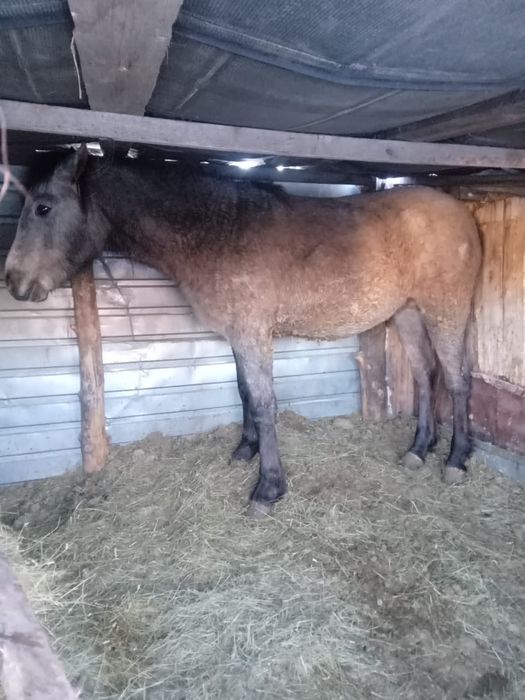 Продам откормленный тай