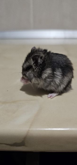 Donez Hamsteri pitici