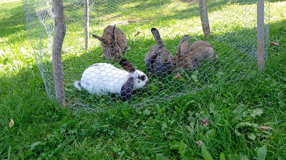 Vand 7 pui de iepure, 2 ieouroi ,o iepurita si 2 gaini brahma columbia