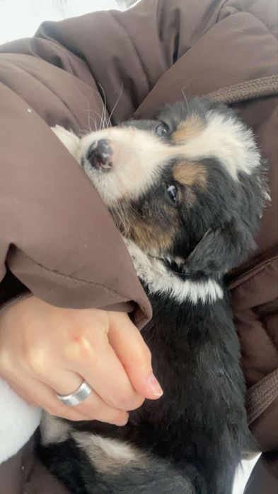 Отдам щенка девочку