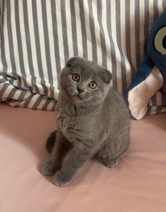 Шотландско котенце