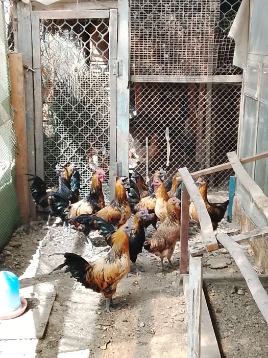 Петушки  лакиданзии