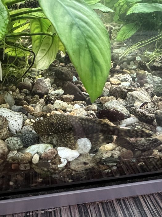 Анцитрус аквариумни рибки