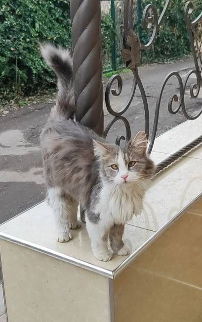 Отдадим в добрые руки!