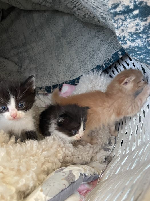 Котята вислоухие