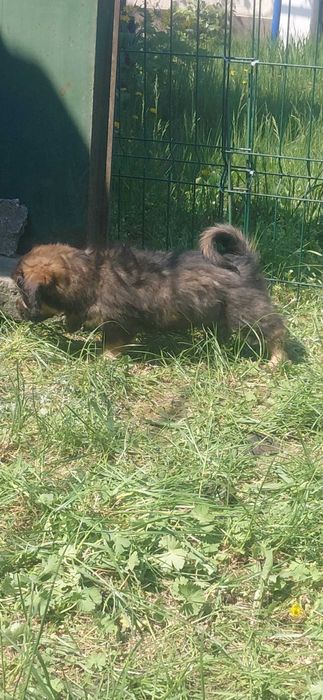 Catelusa metis pentru adoptie