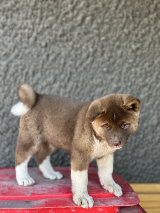 Mascul akita american