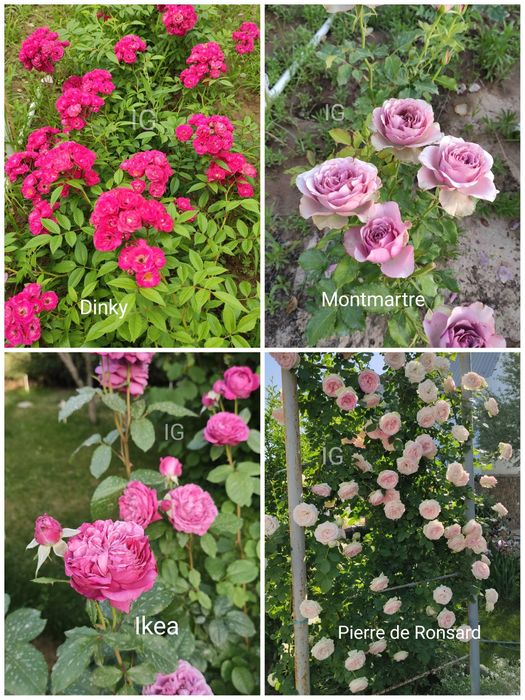 Продаю розы красивые редкие сорта