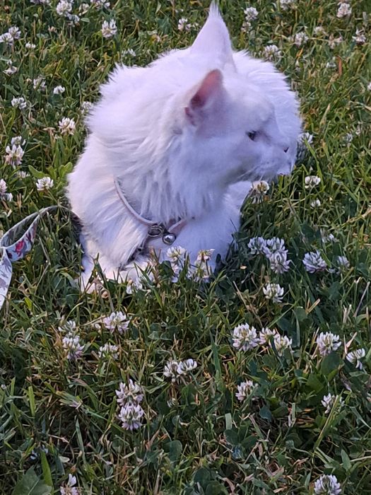 В продаже Крупные и Пушистые Мейн-куны