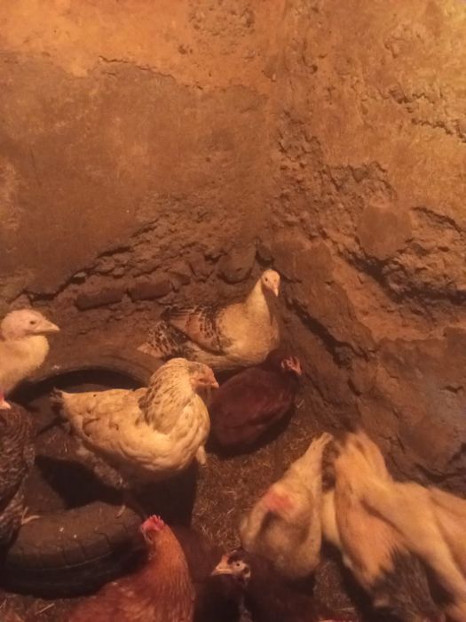 Индюки индюкииииии