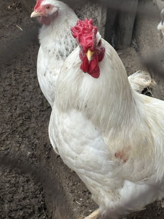 Хорошый петух белый срочно продать