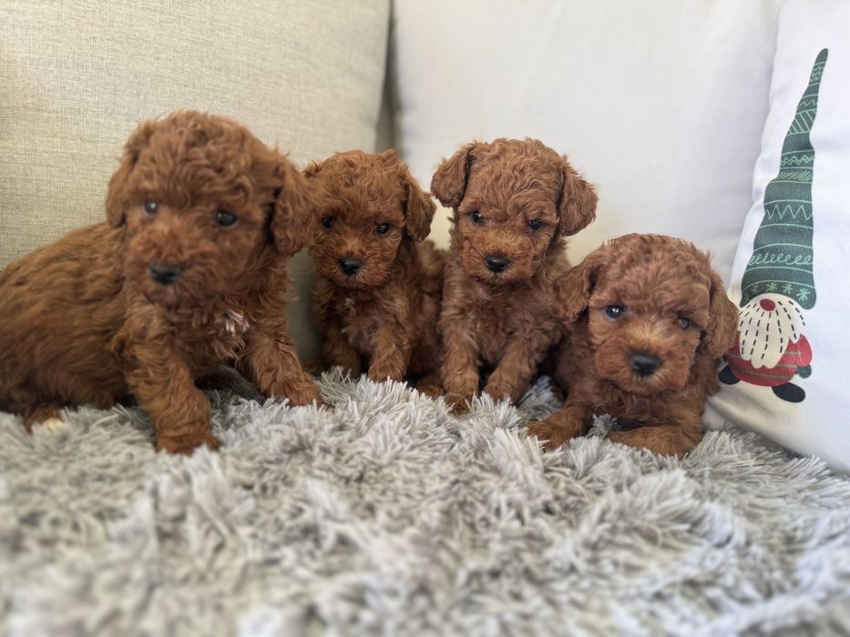 Пудел мини мини