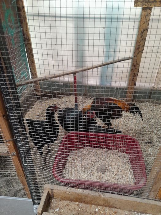 Дакан товук хороз тухумлари бор шамо турк корея