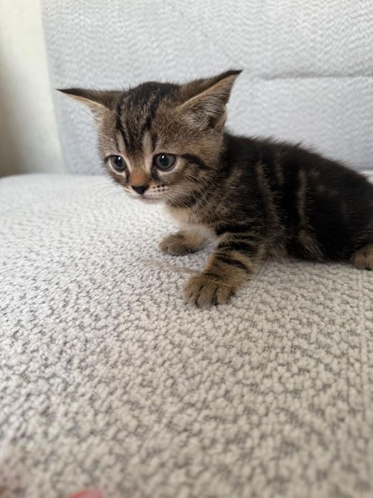 Продам породистых котят