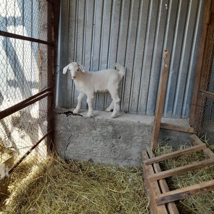 Альпийский Казёл и козы