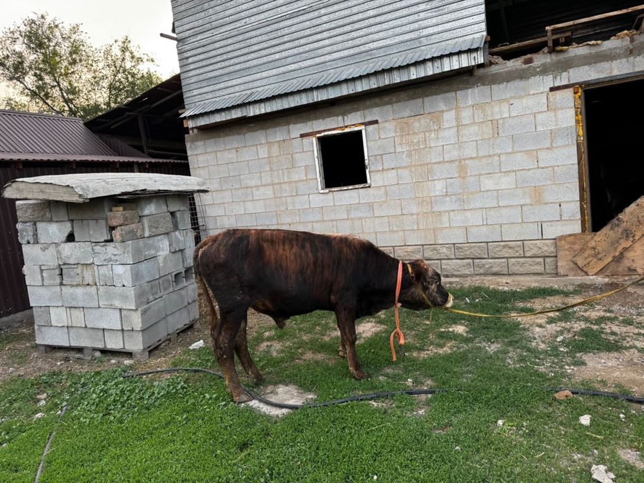 Продам корову 3 отелилась