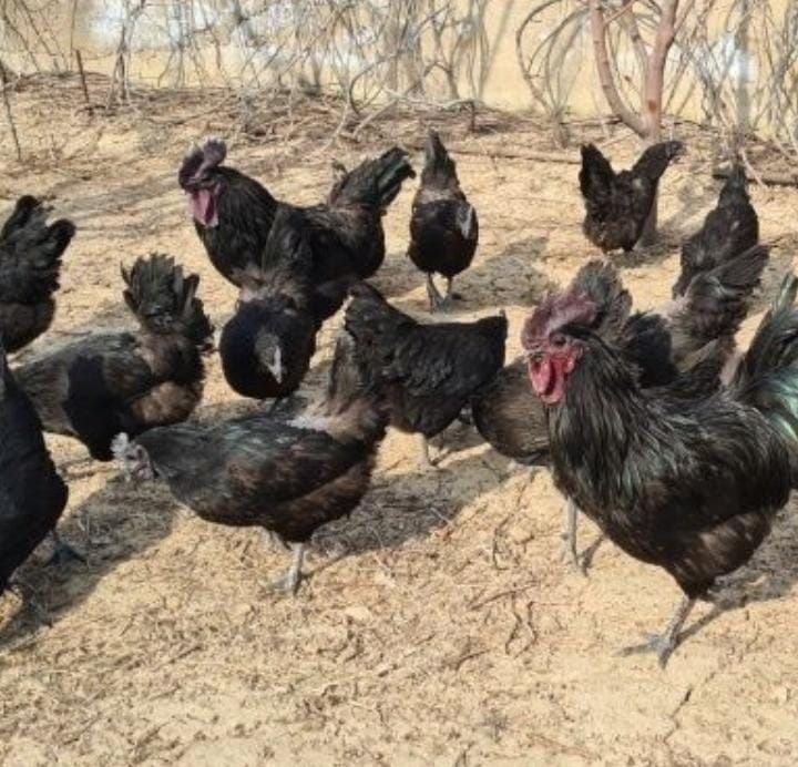 Обмен на холодильник