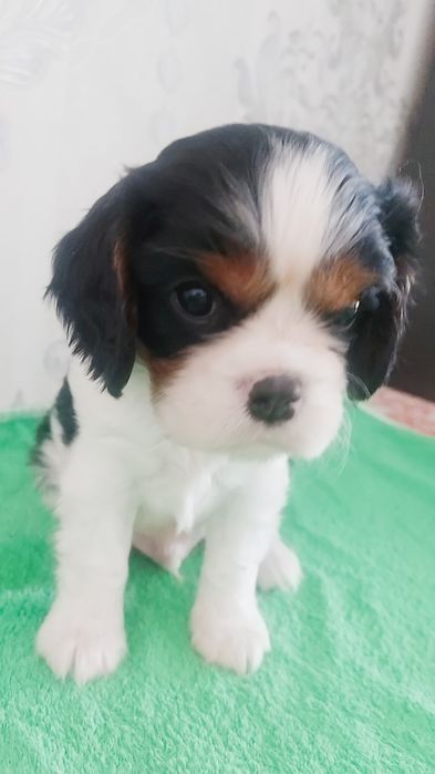 Шикарные щенки Кавалер Кинг Чарльз Спаниель