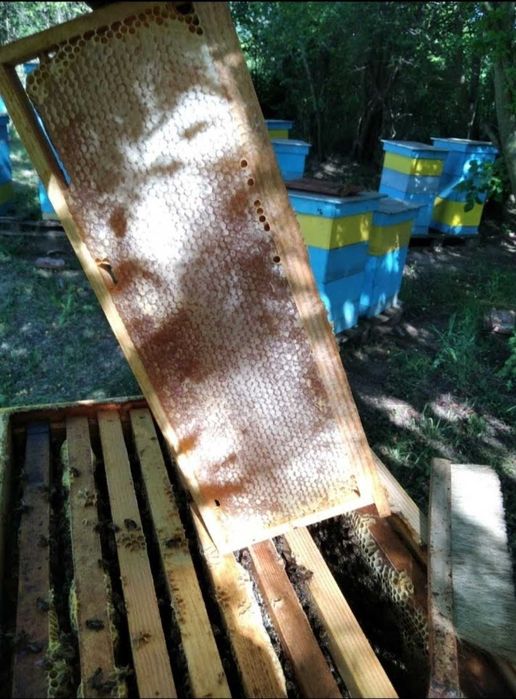 Биологичен пчелен мед Акация и аморфа