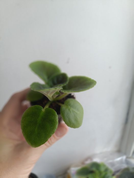 Стартеры и детки сортовых фиалок