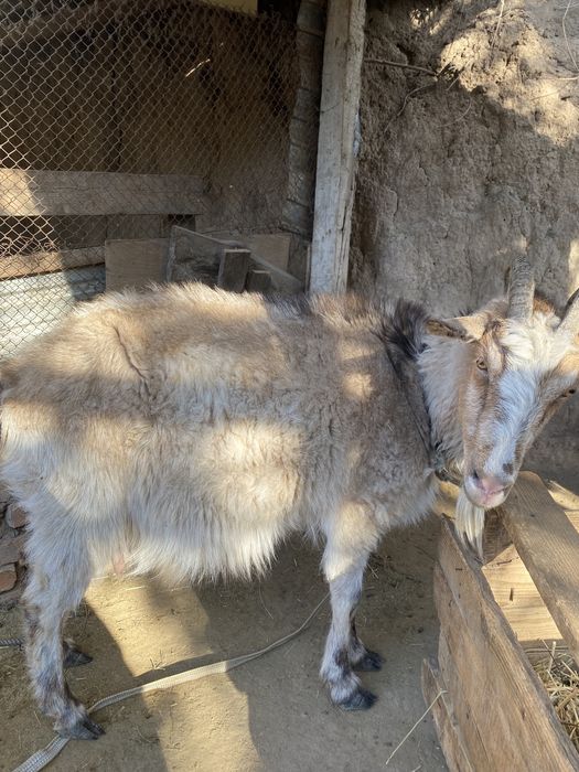 Козы зааненские.