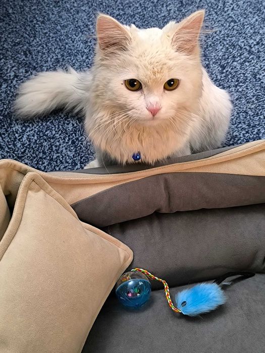 Mushukcha Турецкая ангора