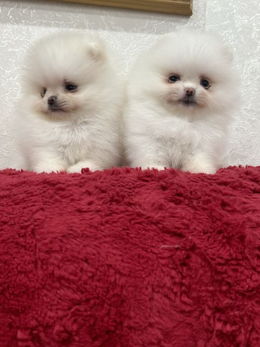 Кукольные мальчики и девочки беби фейс