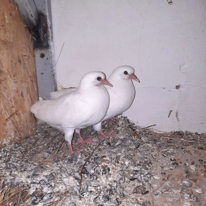 СтароПородный Бакинский