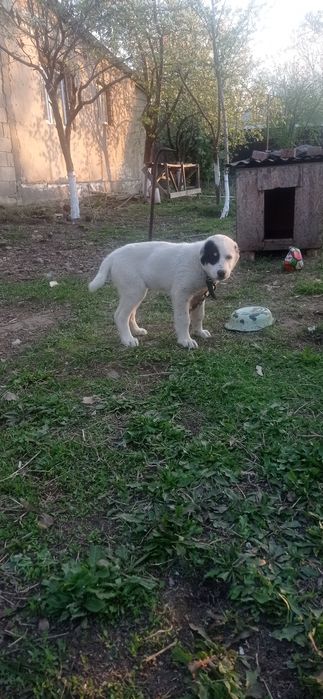 Щенок Алабая 2 месяц