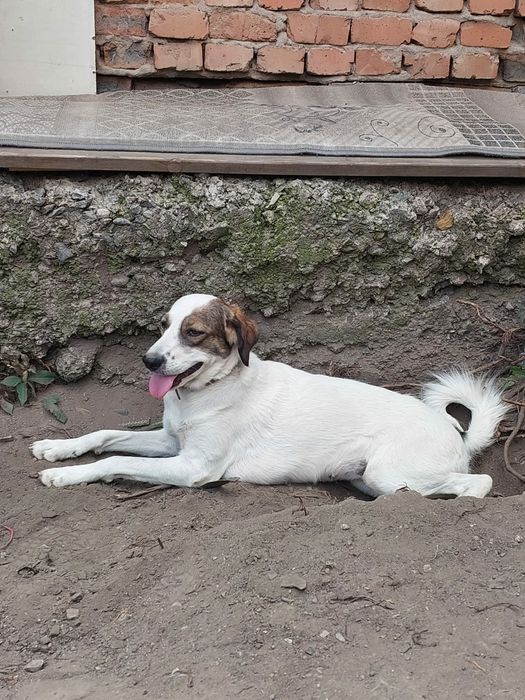 Отдам  в добрые руки