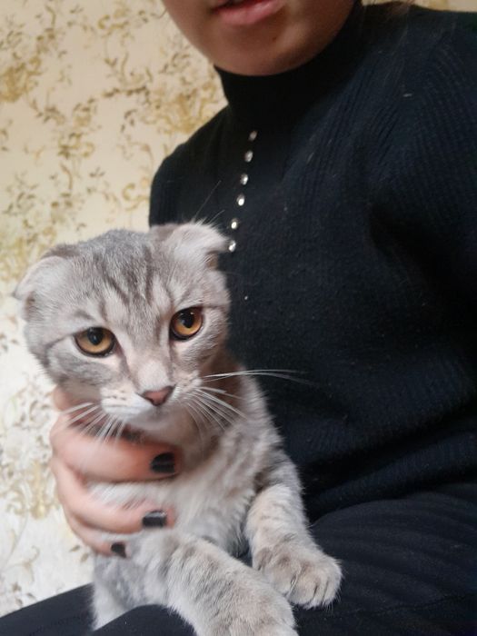 кошка молодая красивая