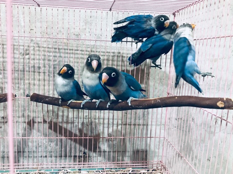 Продаётся неразлучники масковые фишир золотистий