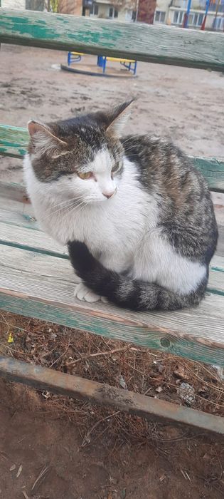 Кошка 1 год. Стерилизована.