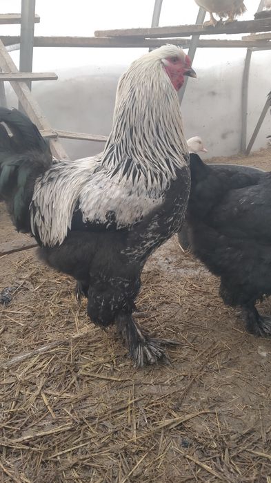 Продам петухов на племя