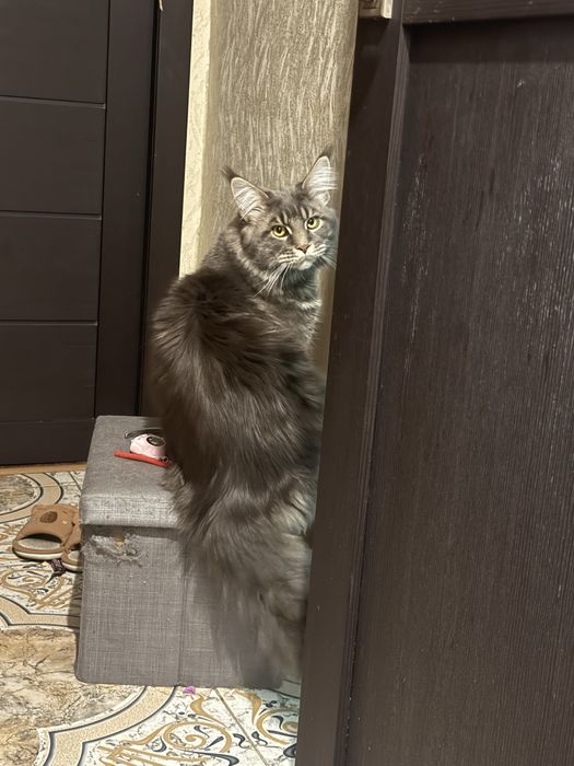 Кот на вязку Мейн Кун полидакт