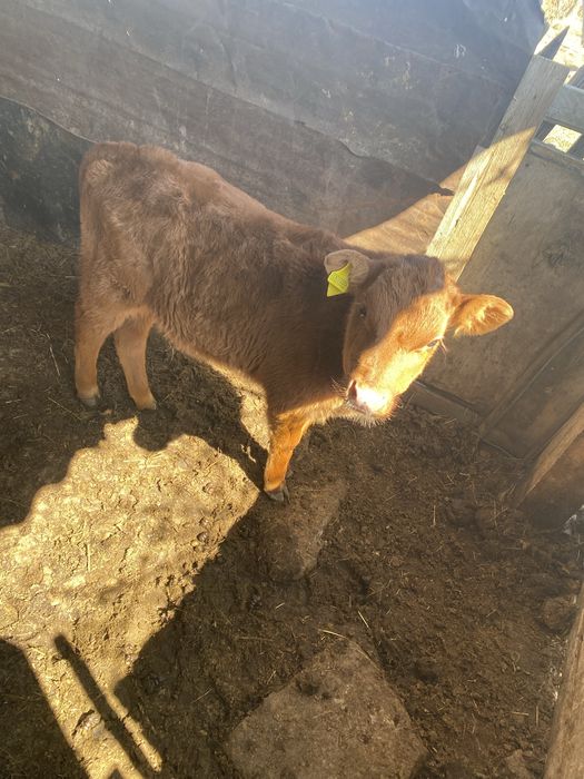 Теленок и бык продаже