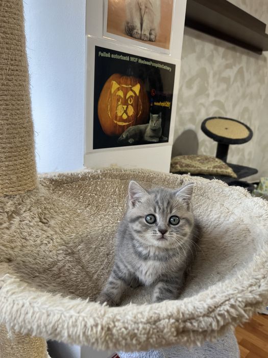 tabby • Anunturi gratuite • OLX.ro