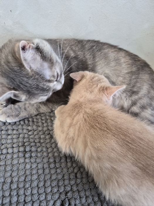 Британско мъжко коте