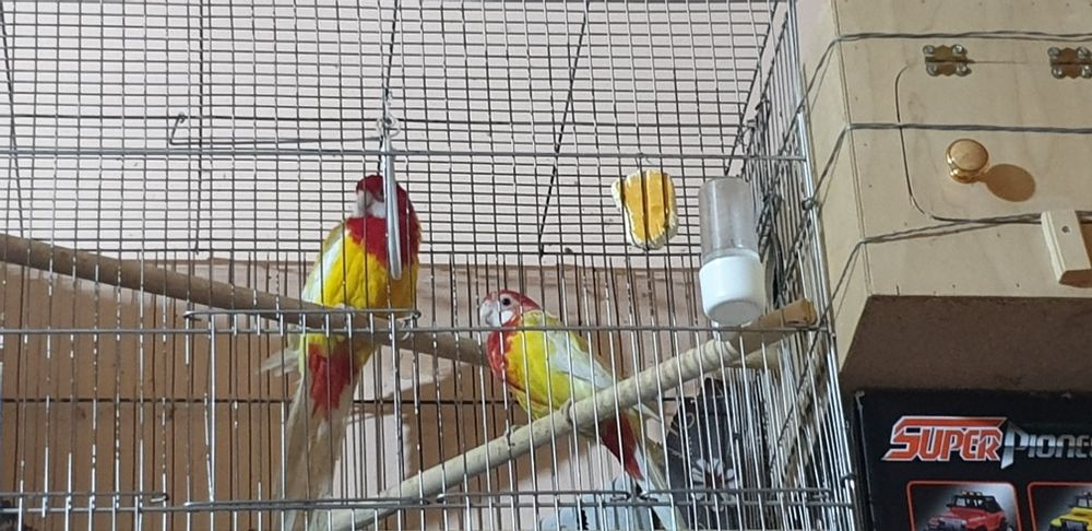 Papugay Lutinya juftitayor